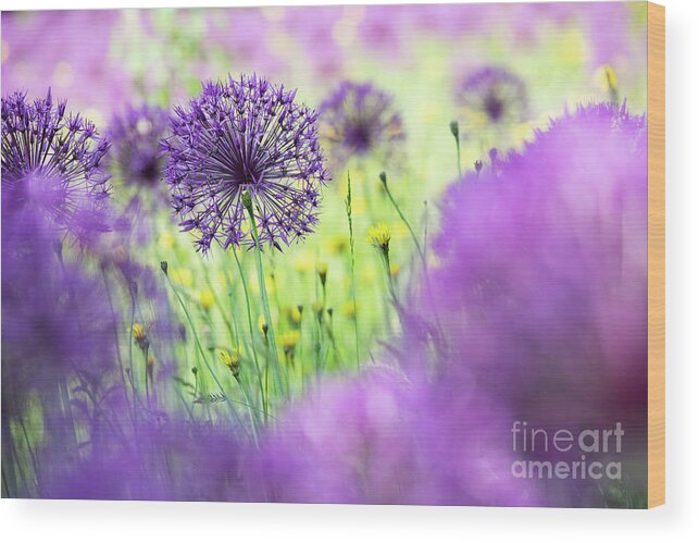 Allium Purple Rain Wood Print featuring the photograph Allium Purple Rain by Tim Gainey