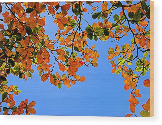 Leaf Wood Print featuring the photograph Almond Leaves-St Lucia by Chester Williams