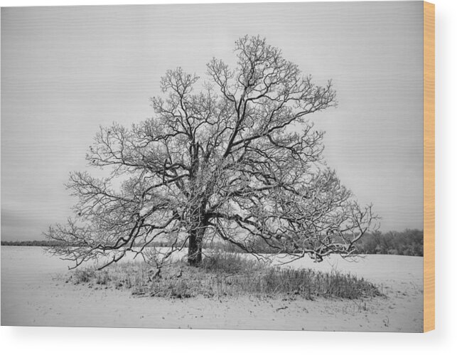 B&w Wood Print featuring the photograph Alone by David Letts