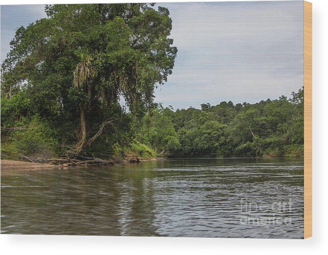 Cayapas River Wood Print featuring the photograph Along the Cayapas by Kathy McClure