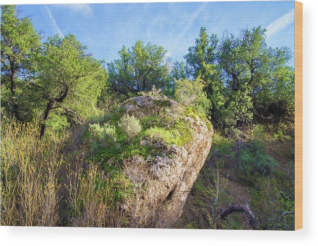 Spring Wood Print featuring the photograph Along the Las Llajas Trail in Spring by Lynn Bauer