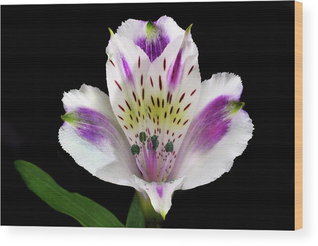 Peruvian Lily Wood Print featuring the photograph Alstroemeria Portrait. by Terence Davis