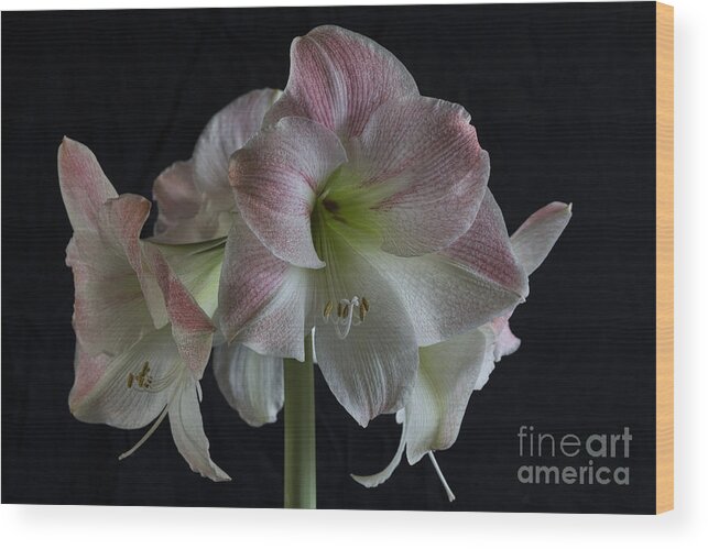 Amaryllis Wood Print featuring the photograph Amaryllis full bloom by Elena Nosyreva