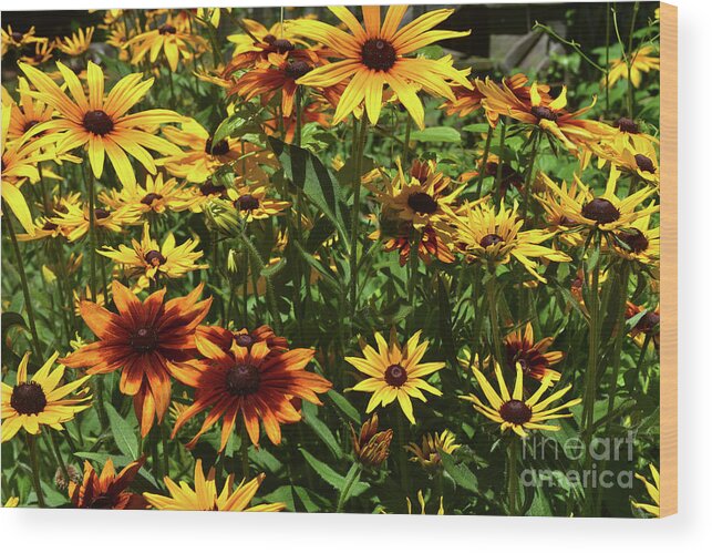 Black-eyed-susan Wood Print featuring the photograph Amazing Colors of these Black Eyed Susans by DejaVu Designs