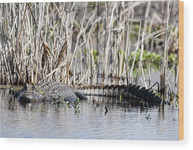 Nature Wood Print featuring the photograph American Alligator by Gary Wightman