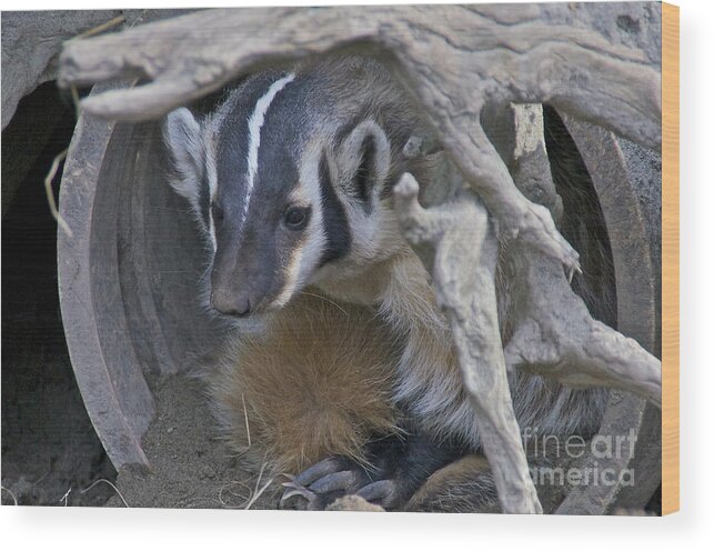 Photography Wood Print featuring the photograph American Badger Habitat by Sean Griffin
