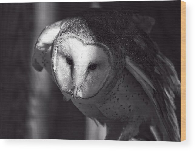 Barn Owl Wood Print featuring the photograph American Barn Owl Monochrome by Flees Photos