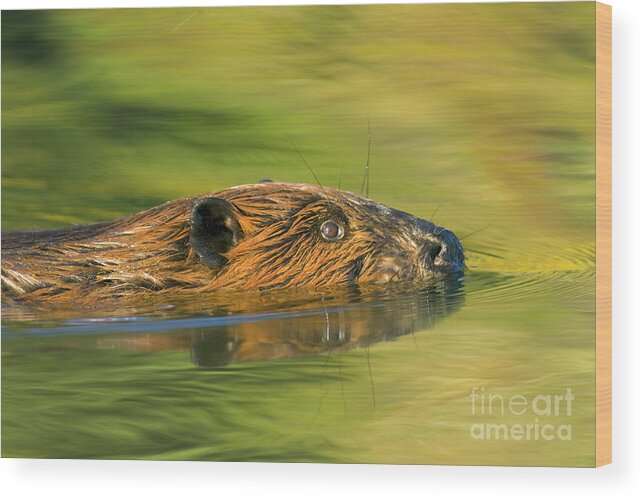 00345388 Wood Print featuring the photograph American Beaver Swimming by Yva Momatiuk John Eastcott