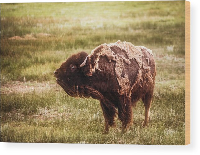 American West Wood Print featuring the photograph American Bison into the wind by Chris Bordeleau