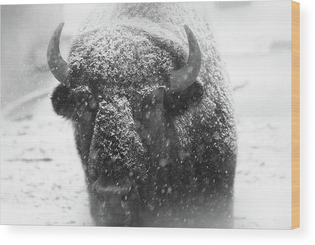 Hovind Wood Print featuring the photograph American Buffalo 4 by Scott Hovind
