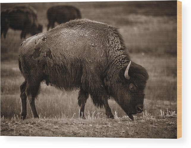 American West Wood Print featuring the photograph American Buffalo Grazing by Chris Bordeleau