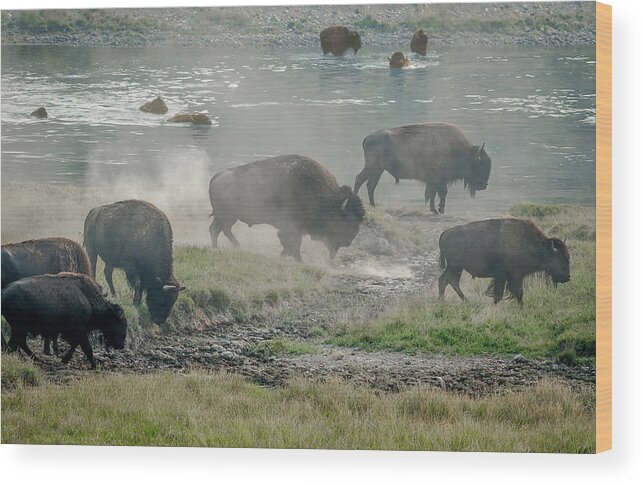 Buffalos Wood Print featuring the photograph American Buffalo by Jaime Mercado