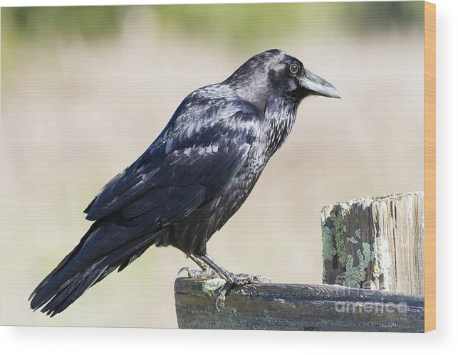 Wingsdomain Wood Print featuring the photograph American Crow At Point Reyes National Seashore California 5DIMG9299 by Wingsdomain Art and Photography