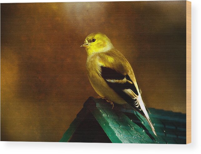 Finch Wood Print featuring the photograph American Gold Finch in Texture by Lana Trussell