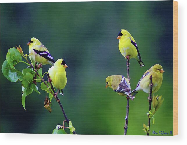 Birds Wood Print featuring the photograph American Goldfinch #8 Enhanced Image by Ben Upham III
