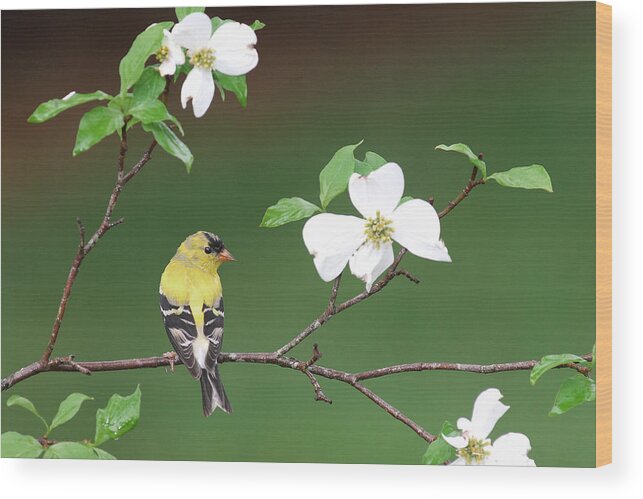 Goldfinch Wood Print featuring the photograph American Goldfinch in Dogwood by Alan Lenk
