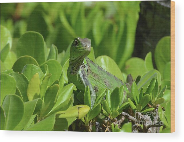 Iguana Wood Print featuring the photograph American Iguana Creeping through a Bush by DejaVu Designs