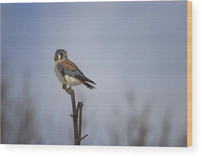Gary Hall Wood Print featuring the photograph American Kestrel by Gary Hall