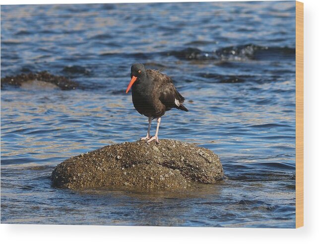 American Wood Print featuring the photograph American Oystercatcher - 2 by Christy Pooschke