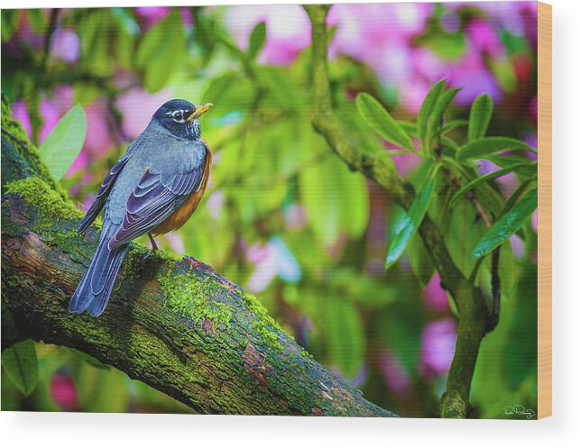 Bird Wood Print featuring the photograph American Robin by Dee Browning