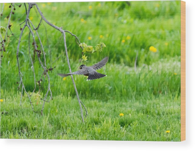 American Robin Wood Print featuring the photograph American Robin in Flight by Holden The Moment
