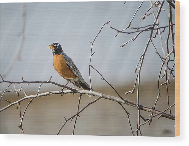 American Robin Wood Print featuring the photograph American Robin by Susan McMenamin