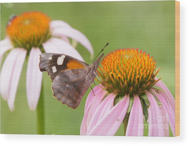 American Snout Wood Print featuring the photograph American Snout Butterfly on Echinacea by Robert E Alter Reflections of Infinity