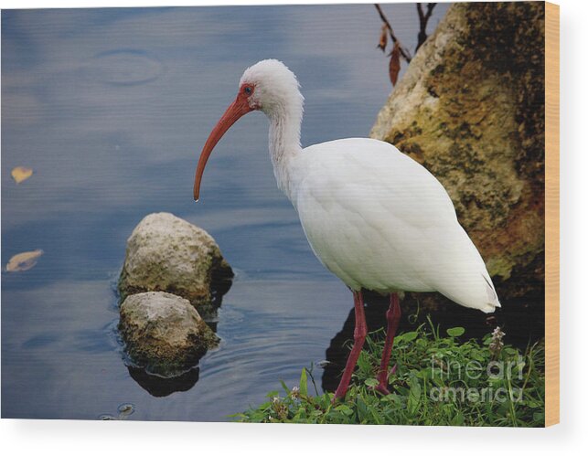 American White Ibis Wood Print featuring the photograph American White Ibis by Jim Gillen