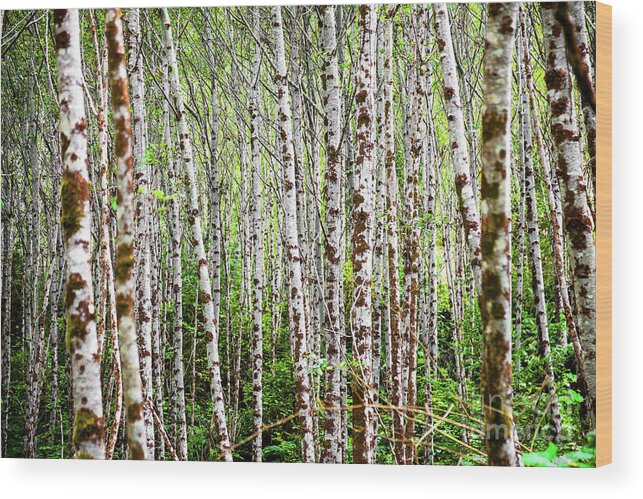 Trees Wood Print featuring the photograph Amongst The Alders by Mark Alder