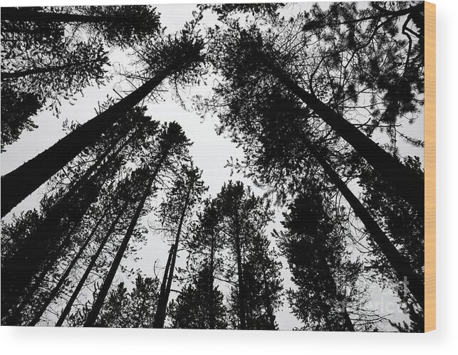 Black White Monchrome Pine Tree Wood Print featuring the photograph Amongst the Towering Pines by Ken DePue