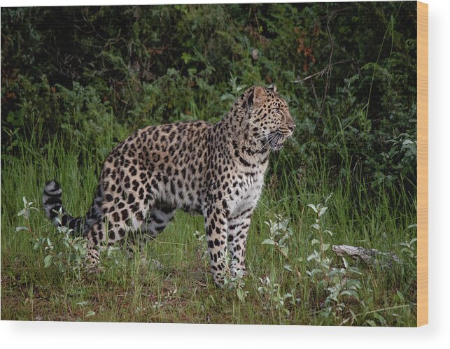 Amur Leopard Wood Print featuring the photograph Amur Leopard 2 by Teresa Wilson