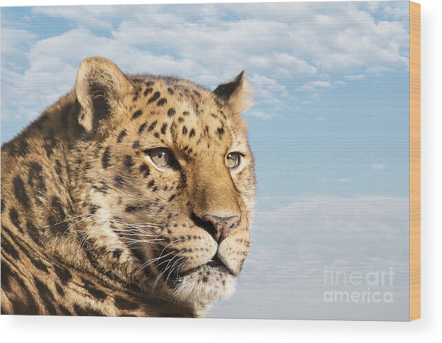 Leopard Wood Print featuring the photograph Amur leopard against blue sky by Jane Rix