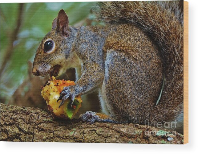 Squirrel Wood Print featuring the photograph An Apple a Day by Julie Adair