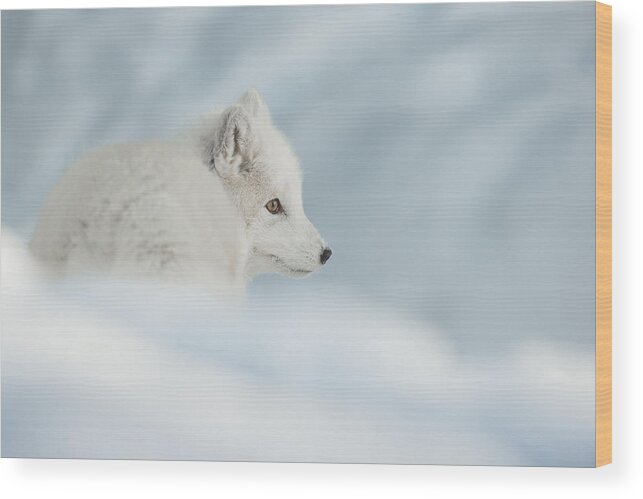 Arctic Wood Print featuring the photograph An Arctic Fox in Snow. by Andy Astbury
