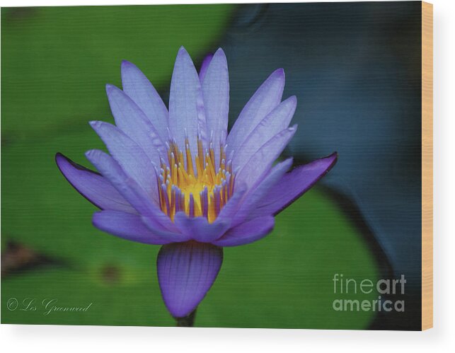 Flower Wood Print featuring the photograph An Awakening by Les Greenwood