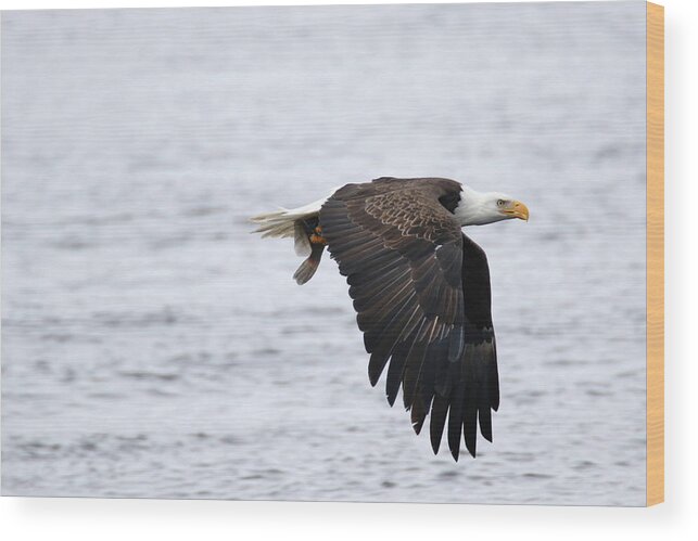 Bald Eagle Wood Print featuring the photograph An Eagles Catch 11 by Brook Burling