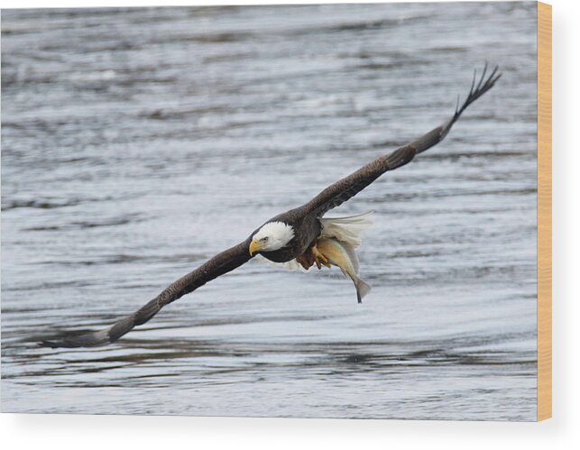 Bald Eagle Wood Print featuring the photograph An Eagles Catch 12 by Brook Burling