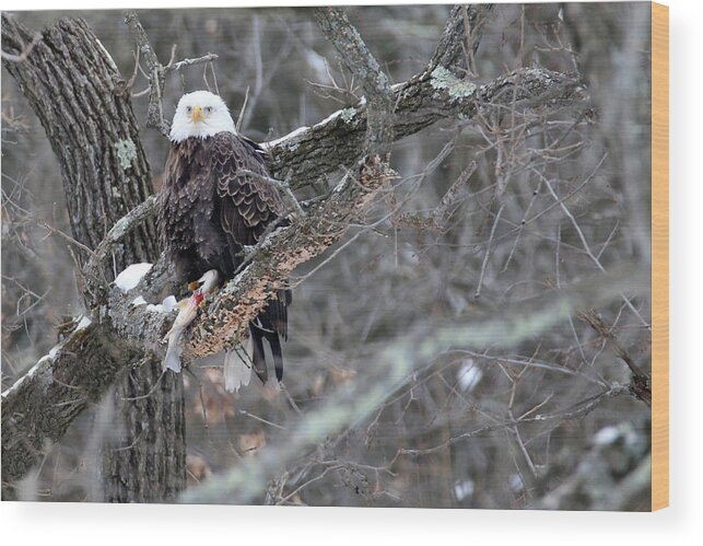 Bald Eagle Wood Print featuring the photograph An Eagles Meal 4 by Brook Burling