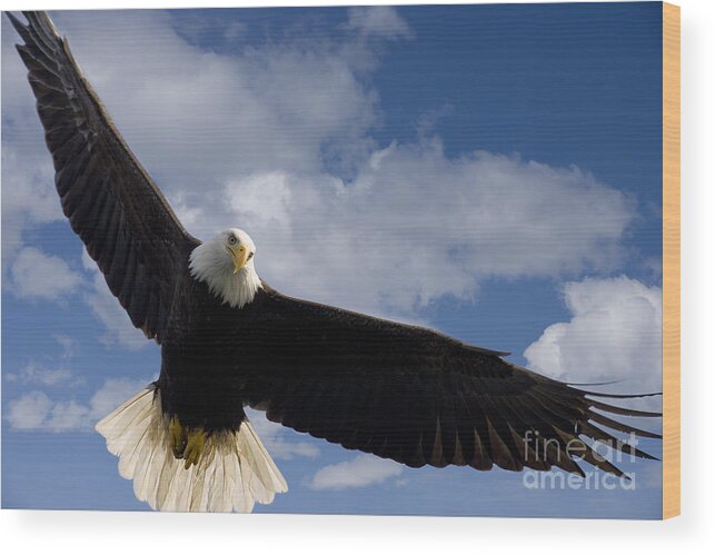 Afternoon Wood Print featuring the photograph An Eagles Wingspan by John Hyde - Printscapes