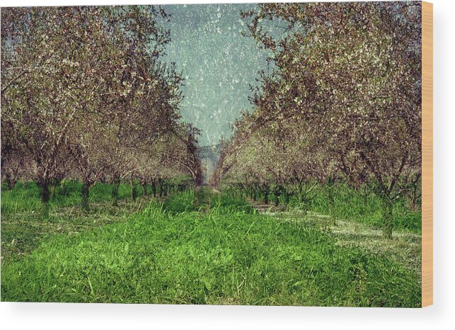 An Orchard In Blossom In The Eila Valley Wood Print featuring the photograph An orchard in blossom in the Eila Valley by Dubi Roman