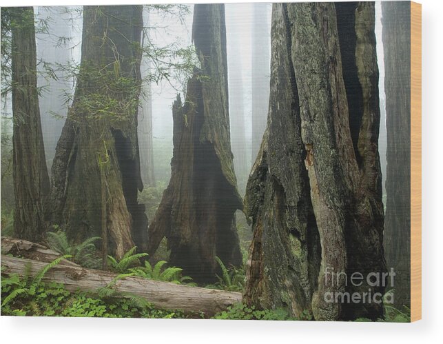 Redwood Trees Wood Print featuring the photograph Ancient Redwood Forest by Inga Spence