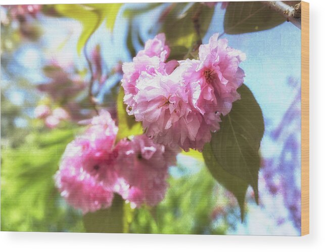 Cherry Blossom Wood Print featuring the photograph And the World Falls Away by Belinda Greb