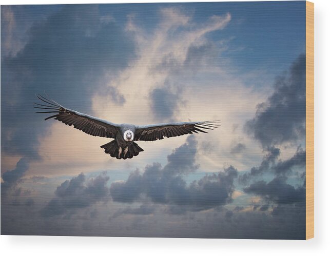 Above Wood Print featuring the photograph Andean Condor by Maria Coulson