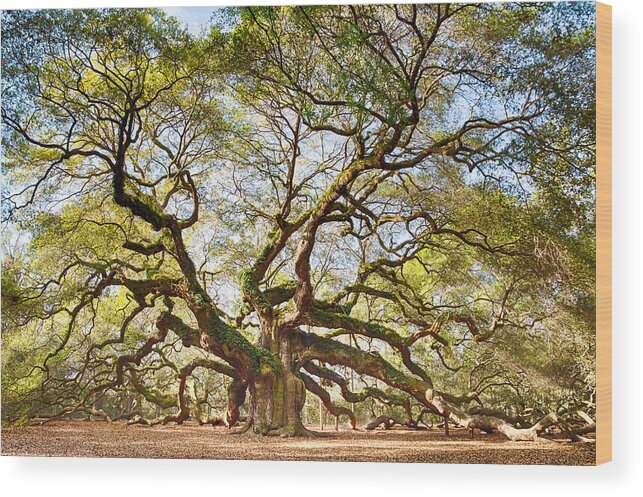 Tree Wood Print featuring the photograph Angel Oak in Spring by Patricia Schaefer