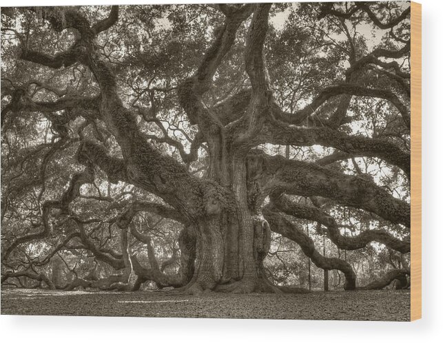 Angel Oak Wood Print featuring the photograph Angel Oak Live Oak Tree by Dustin K Ryan
