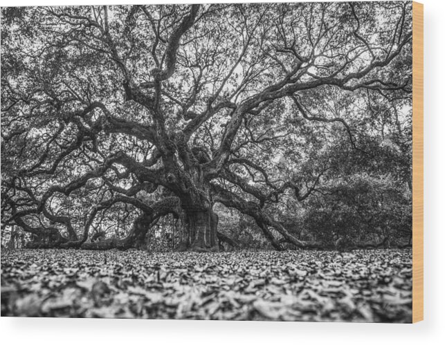 Charleston Wood Print featuring the photograph Angel Oak Tree in B and W by John McGraw