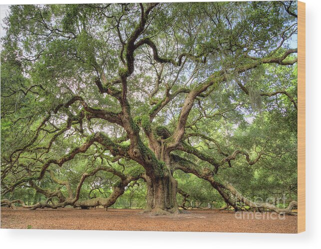 Angel Oak Tree Wood Print featuring the photograph Angel Oak Tree of Life by Dustin K Ryan