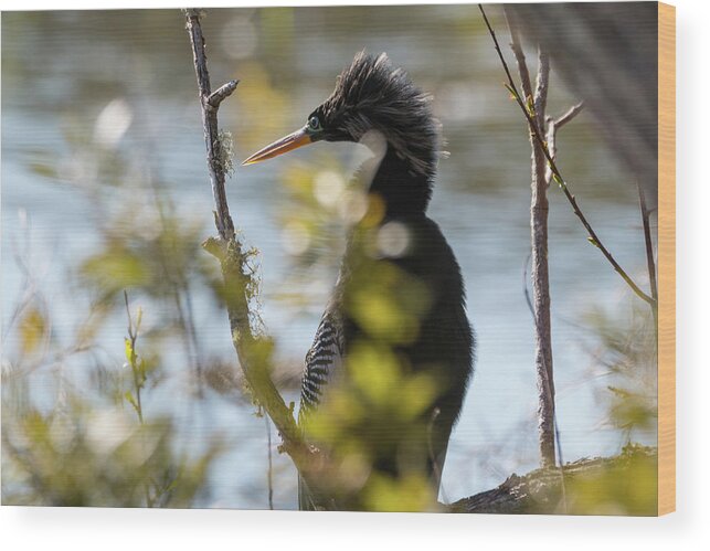 Anhinga Wood Print featuring the photograph Anhinga 3 March 2018 by D K Wall