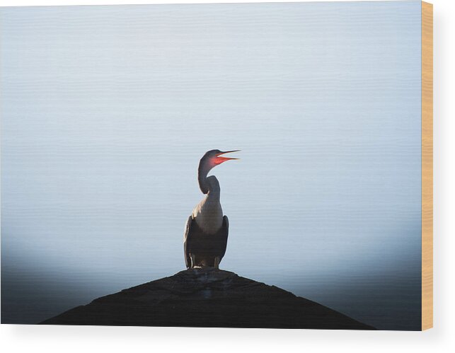 Anhinga Wood Print featuring the photograph Anhinga by Ivo Kerssemakers