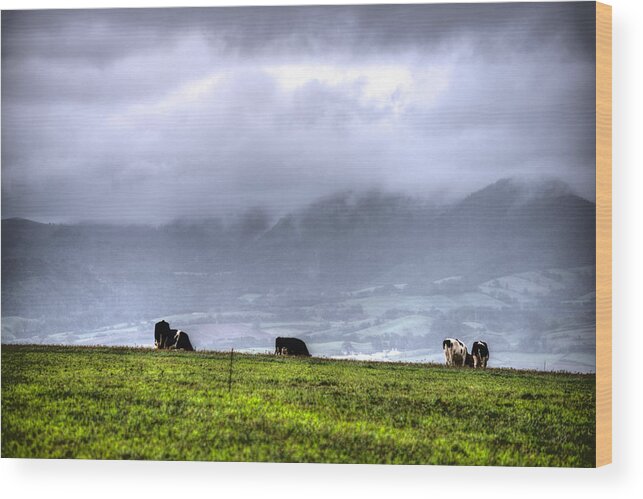 Agriculture Wood Print featuring the photograph Animals Livestock-03 by Joseph Amaral
